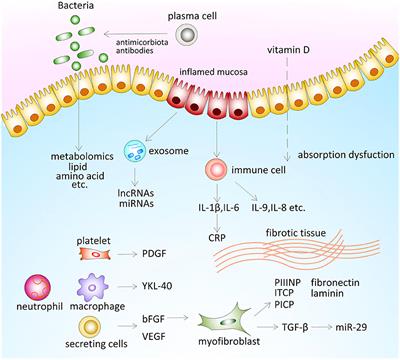 Frontiers | Serum Biomarkers For Inflammatory Bowel Disease